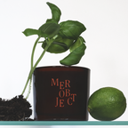 coastal garden: salted herbs