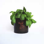 coastal garden: salted herbs