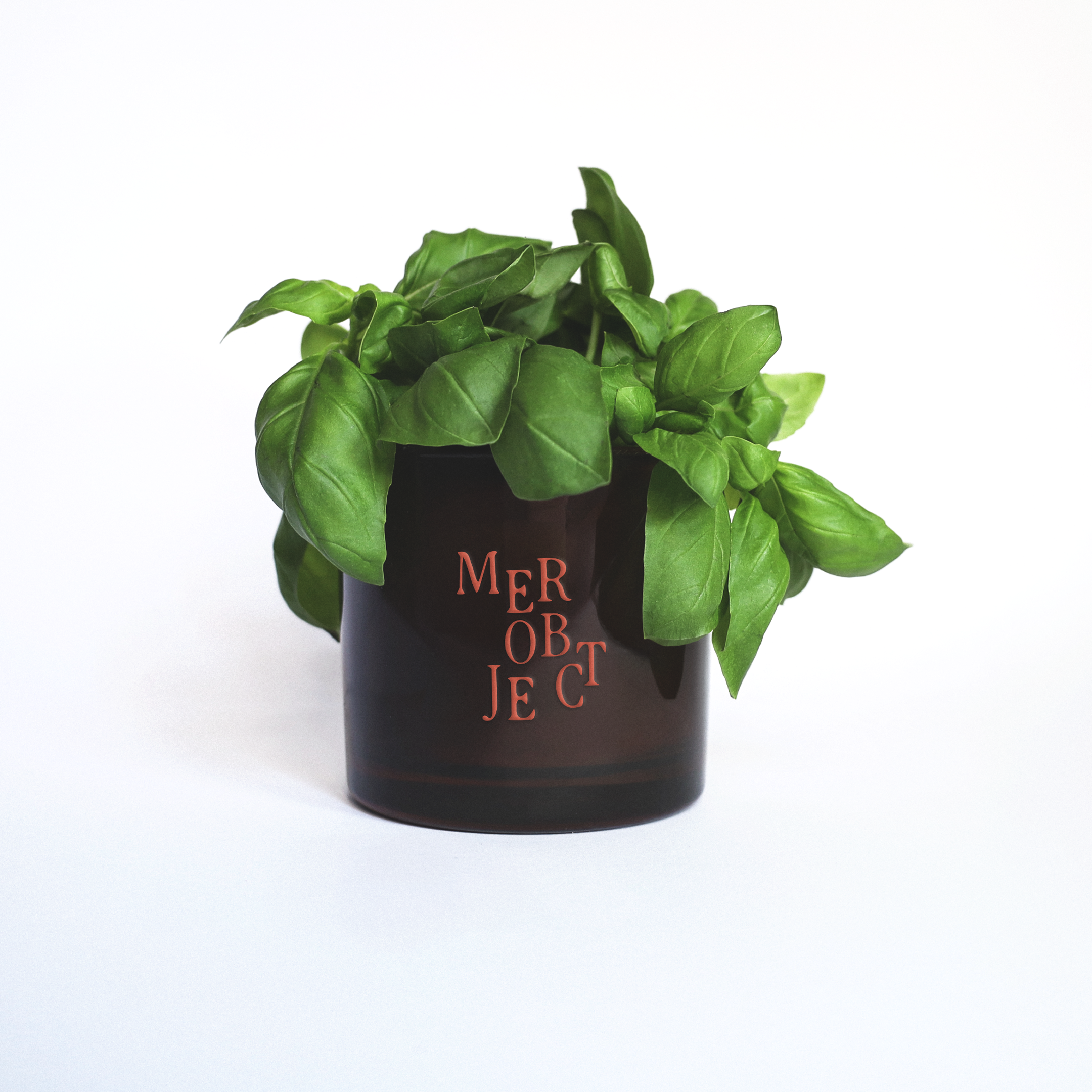 coastal garden: salted herbs